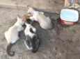 Gatinhos Abandonados