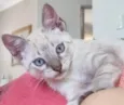 Gatinhos Abandonados