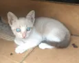 Gatinhos Abandonados