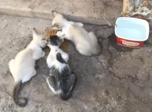 Gato raça  idade Abaixo de 2 meses nome Para Doação 