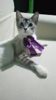 Princesa