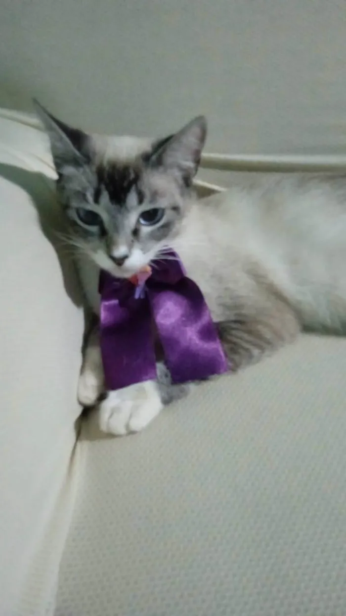 Gato ra a SRD-ViraLata idade 2 a 6 meses nome Princesa