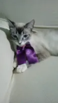 Princesa