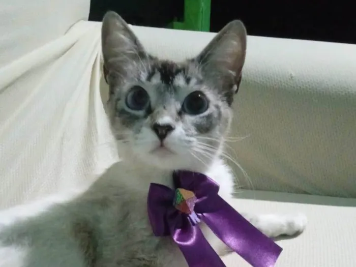 Gato ra a SRD-ViraLata idade 2 a 6 meses nome Princesa
