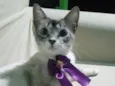 Princesa