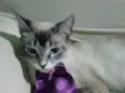 Princesa