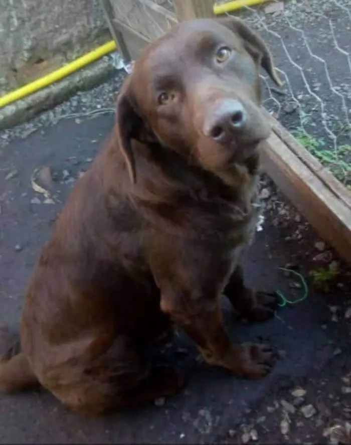 Cachorro ra a Labrador  idade 3 anos nome Thaigo 