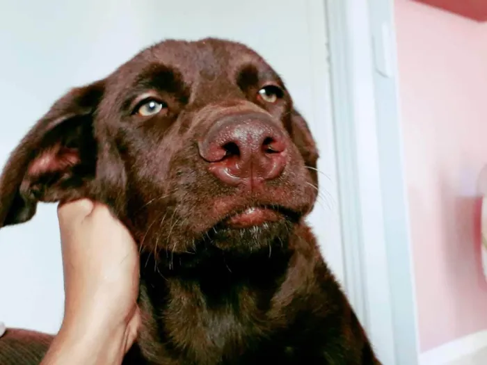 Cachorro ra a Labrador  idade 3 anos nome Thaigo 