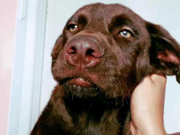 Cachorro ra a Labrador  idade 3 anos nome Thaigo 