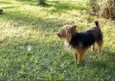 Lola