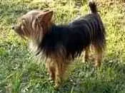 Cachorro ra a Yorkshire idade 6 ou mais anos nome Lola
