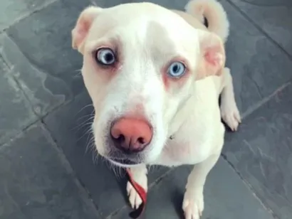 Cachorro raça Husky Siberiano x Vira Lara idade 1 ano nome Maggie