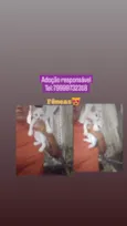 Filhotes