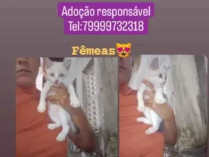 Gato raça SRD-ViraLata idade Abaixo de 2 meses nome Filhotes 
