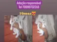 Filhotes