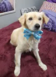 Woody