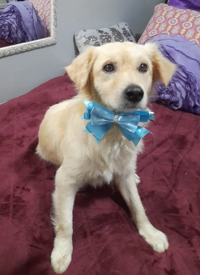 Cachorro ra a SRD-ViraLata idade 1 ano nome Woody