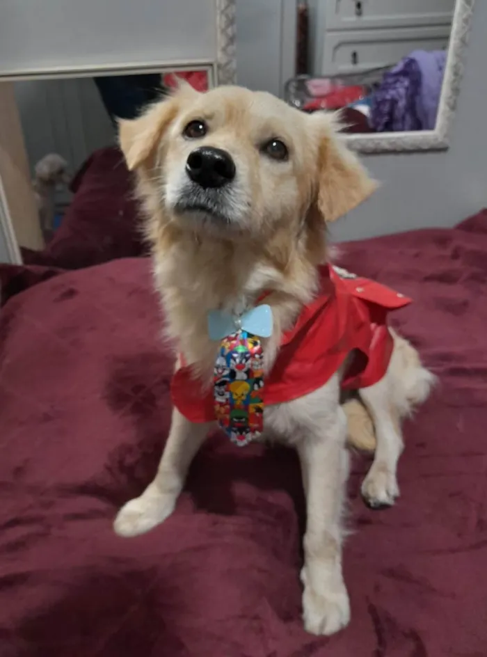 Cachorro ra a SRD-ViraLata idade 1 ano nome Woody