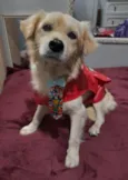 Woody
