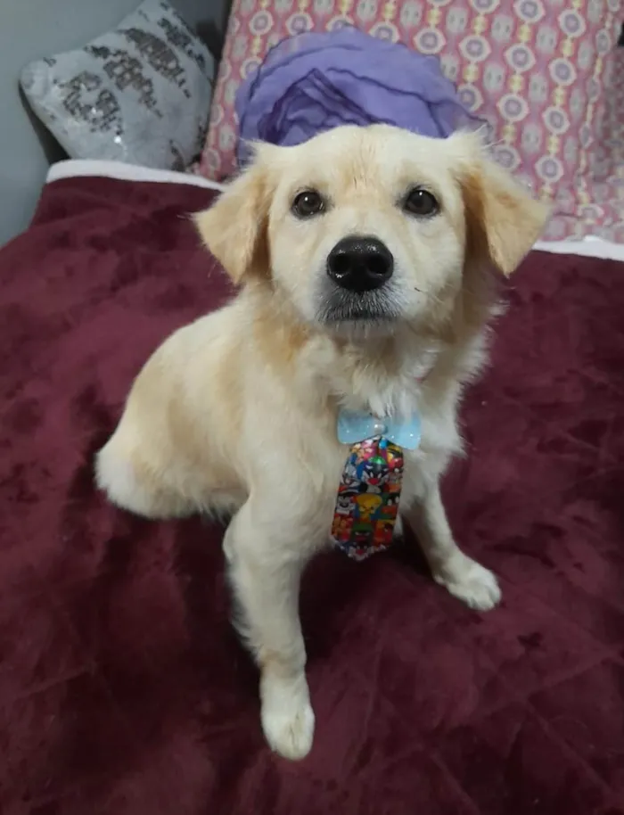 Cachorro ra a SRD-ViraLata idade 1 ano nome Woody