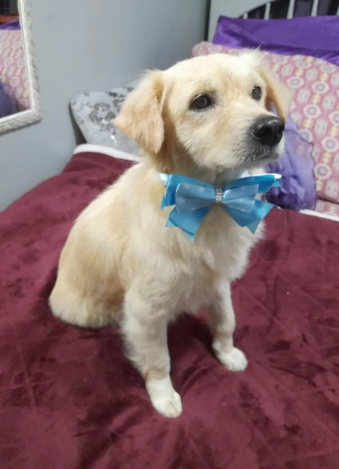 Cachorro ra a SRD-ViraLata idade 1 ano nome Woody