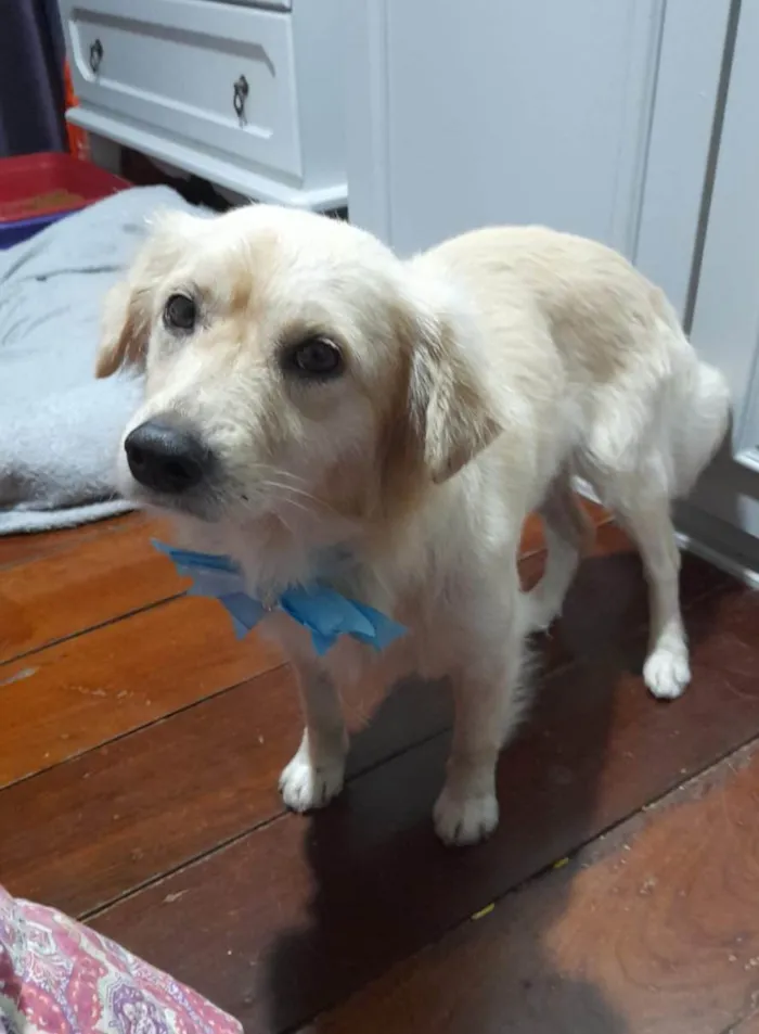 Cachorro ra a SRD-ViraLata idade 1 ano nome Woody