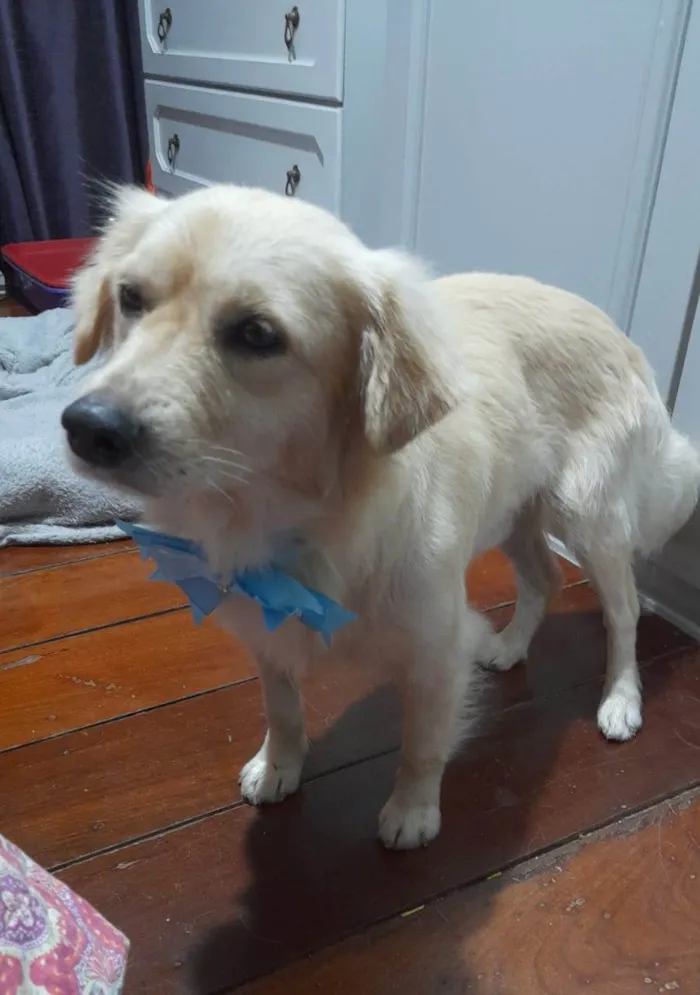 Cachorro ra a SRD-ViraLata idade 1 ano nome Woody