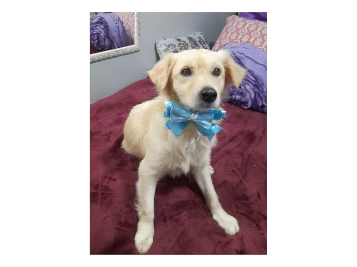 Cachorro ra a SRD-ViraLata idade 1 ano nome Woody