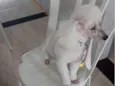Bob