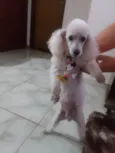 Bob
