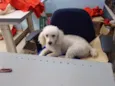 Bob