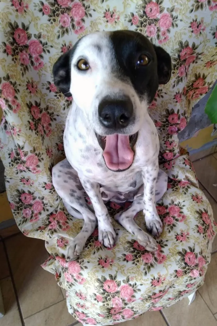 Cachorro ra a SRD-ViraLata idade 2 anos nome Preciosa