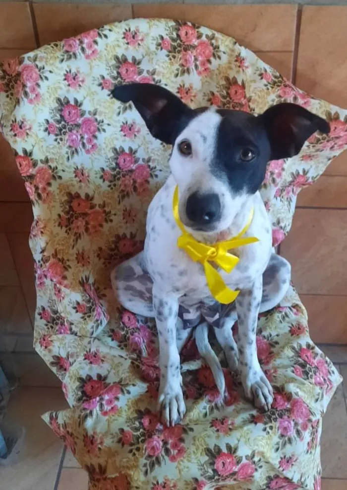 Cachorro ra a SRD-ViraLata idade 2 anos nome Preciosa