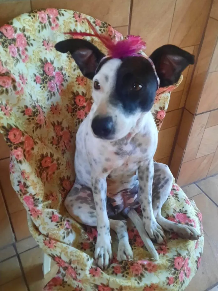 Cachorro ra a SRD-ViraLata idade 2 anos nome Preciosa