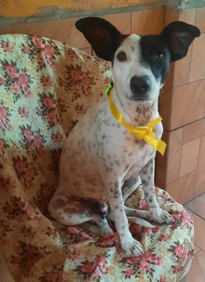 Cachorro ra a SRD-ViraLata idade 2 anos nome Preciosa