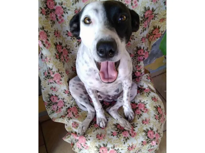 Cachorro ra a SRD-ViraLata idade 2 anos nome Preciosa