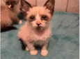 Gatos Filhotes 