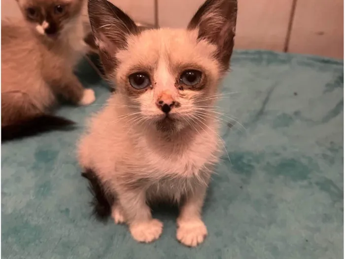 Gato ra a SRD-ViraLata idade Abaixo de 2 meses nome Gatos Filhotes 