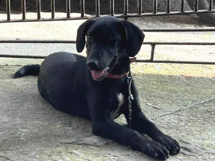 Cachorro ra a SRD-ViraLata idade 2 a 6 meses nome Luna 