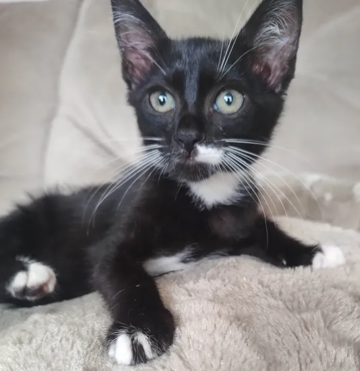 Gato ra a SRD-ViraLata idade  nome Frajola