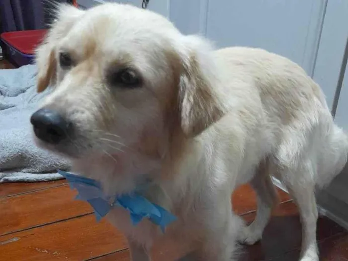 Cachorro ra a SRD-ViraLata idade 1 ano nome Woody