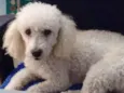 Bob