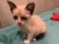 Gatos Filhotes 