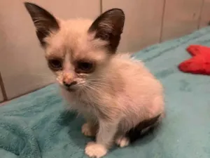 Gato raça SRD-ViraLata idade Abaixo de 2 meses nome Gatos Filhotes 