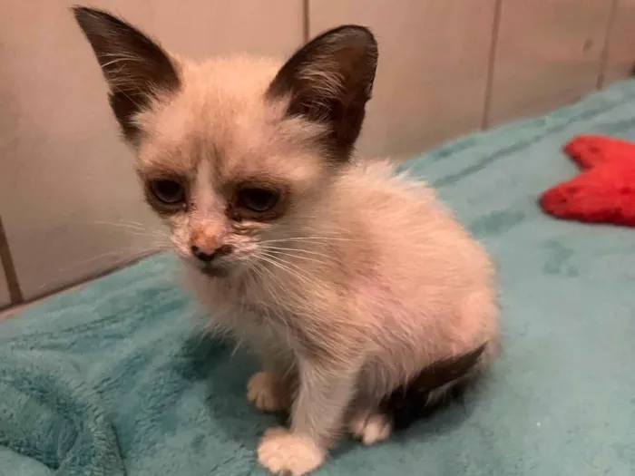 Gato ra a SRD-ViraLata idade Abaixo de 2 meses nome Gatos Filhotes 