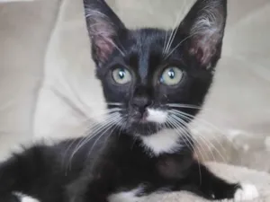 Gato raça SRD-ViraLata idade  nome Frajola