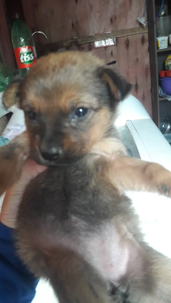 Cachorro ra a SDR idade Abaixo de 2 meses nome Kira