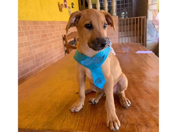 Cachorro ra a SRD-ViraLata idade Abaixo de 2 meses nome Bilico