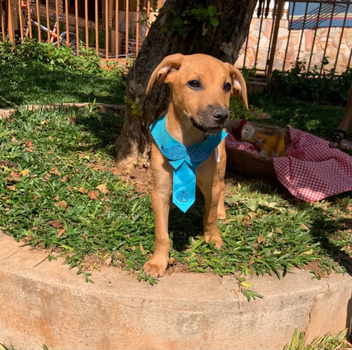 Cachorro ra a SRD-ViraLata idade Abaixo de 2 meses nome Bilico