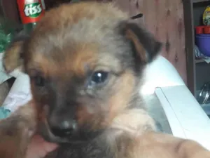 Cachorro raça SDR idade Abaixo de 2 meses nome Kira